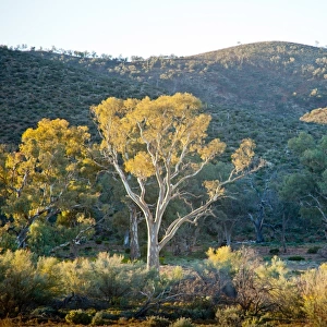 Gum tree in a dry river bed. Flinders Ranges