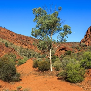Gum tree in the Flinders Ranges. South Australia
