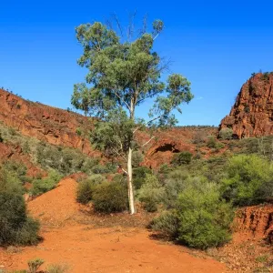 Gum tree in the Flinders Ranges. South Australia Gum tree in the Flinders Ranges. South Australia