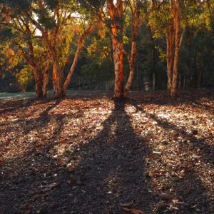 Gum Tree Sunset