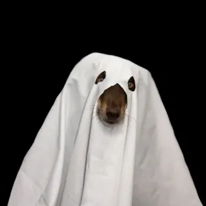 Halloween Pets Halloween Pets