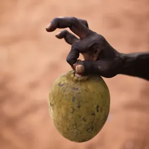 Hand holding a Boab Nut Hand holding a Boab Nut