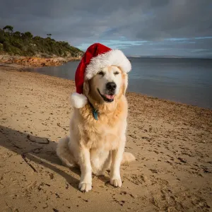 Feliz Navidad