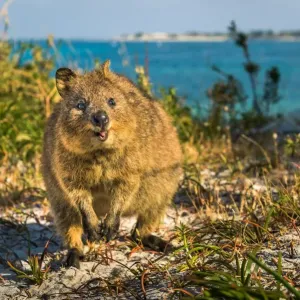 Happy Quokka