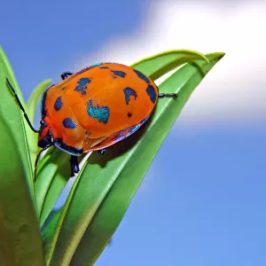 Harlequin Bug on a leaf with the sky in the backgr