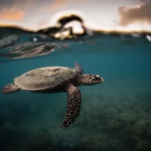 A hawksbill sea turtle at sunset
