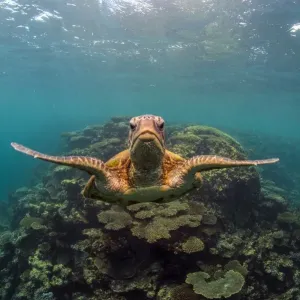 head on turtle wings out
