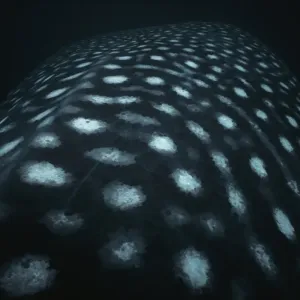 Head of Whale Shark Head of Whale Shark
