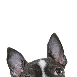 Headshot of a French Bulldog Puppy looking at the camera on a white backdrop