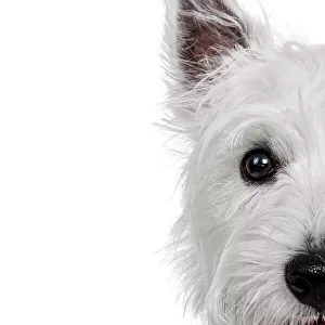 Headshot of a West Highland White Terrier Puppy looking at the camera on a white