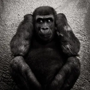 Entends rien de mal.