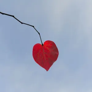 Feuille en forme de cœur.