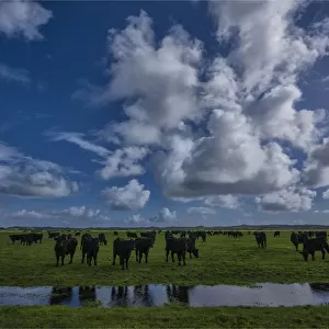 A herd of Black Polls at a watering hole, on the lush pastures of King Island, Bass Strait, Tasmania