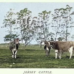 Herd of Jersey cattle, Coolangatta, New South Wales, Australia, Victorian, 1890s, Vintage colourised photograph Herd of Jersey cattle, Coolangatta, New South Wales, Australia, Victorian, 1890s, Vintage colourised photograph