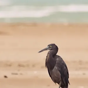 Heron on the beach