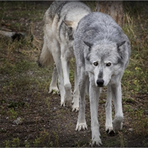 High country Grey Wolf