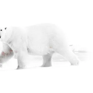 High-Key side view Polar Bear