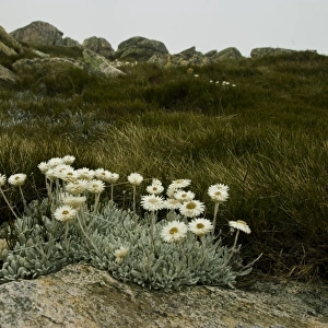 Highland Flowers