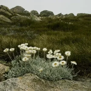 Highland Flowers