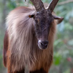 Himalayan Tahr