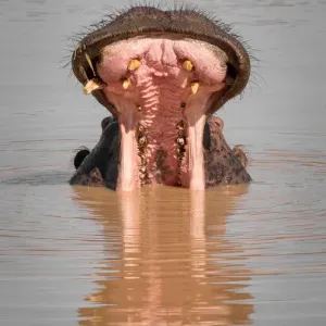 Hippo with mouth wide open in water with reflection