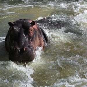 The Hippopotamus, Kruger National Park, South Africa