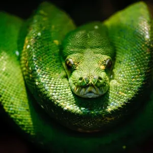 Print of a Coiled Green Tree Python (Morelia viridis)