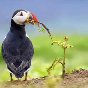 The home-builder, puffin-style