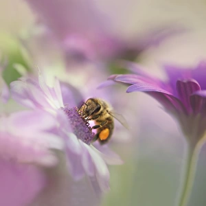 Honey bee in pastel flowers
