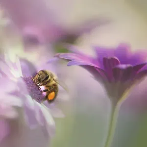 Honey Bee in Pastel Flowers Print Honey Bee in Pastel Flowers Print