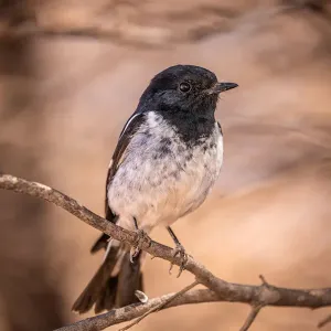Hooded Robin Print: A perched bird in desert landscape Hooded Robin Print: A perched bird in desert landscape