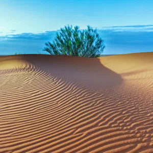 Horizon Tree and Rippling Sand Dunes
