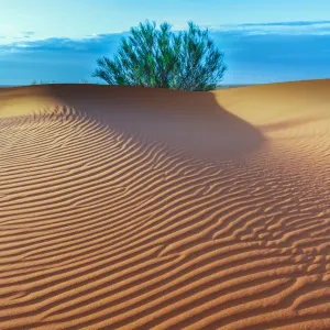 Horizon Tree and Rippling Sand Dunes