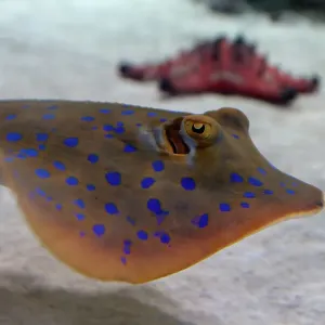 Horned sea star and blue spotted ray