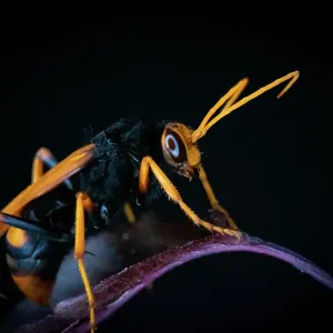 Hornet Hornet