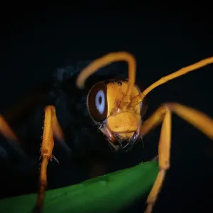 Hornet Hornet