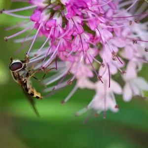 Hover fly on hebe flower Hover fly on hebe flower