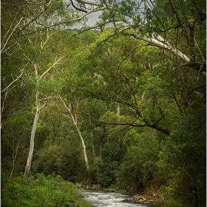 Howqua river, Alpine country of Victoria, Australia