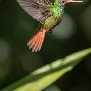 Hummingbird in flight, Mindo, Ecuador