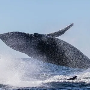 Humpback Whale Breaching