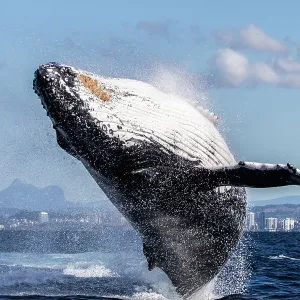 Humpback Whale Breaching