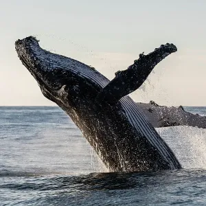 Humpback Whale Breaching Print Humpback Whale Breaching Print