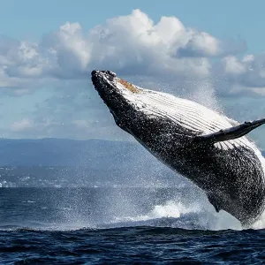 Humpback Whale Breaching Humpback Whale Breaching