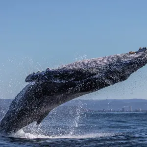 Humpback Whale Breaching Humpback Whale Breaching