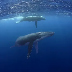 Humpback Whale with Calf Humpback Whale with Calf