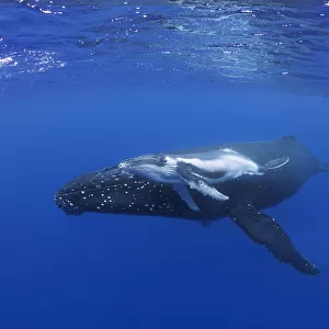 Humpback whale calf with mother