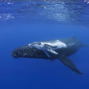 Humpback whale calf with mother Humpback whale calf with mother
