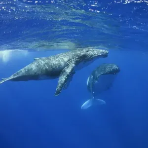 Humpback Whale Calf Print in Clear Vava'u Water