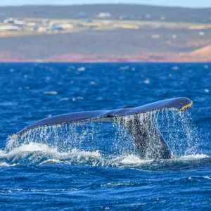 Humpback Whale - Kalbarri, Western Australia