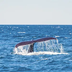 Humpback Whale - Kalbarri, Western Australia